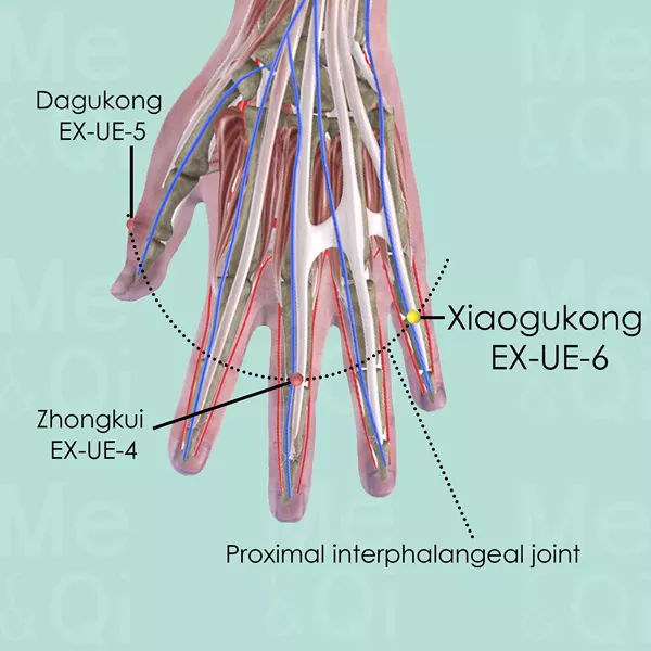 Xiaogukong EX-UE-6 - Muscles view - Acupuncture point on Extra Points: Upper Extremities (EX-UE)