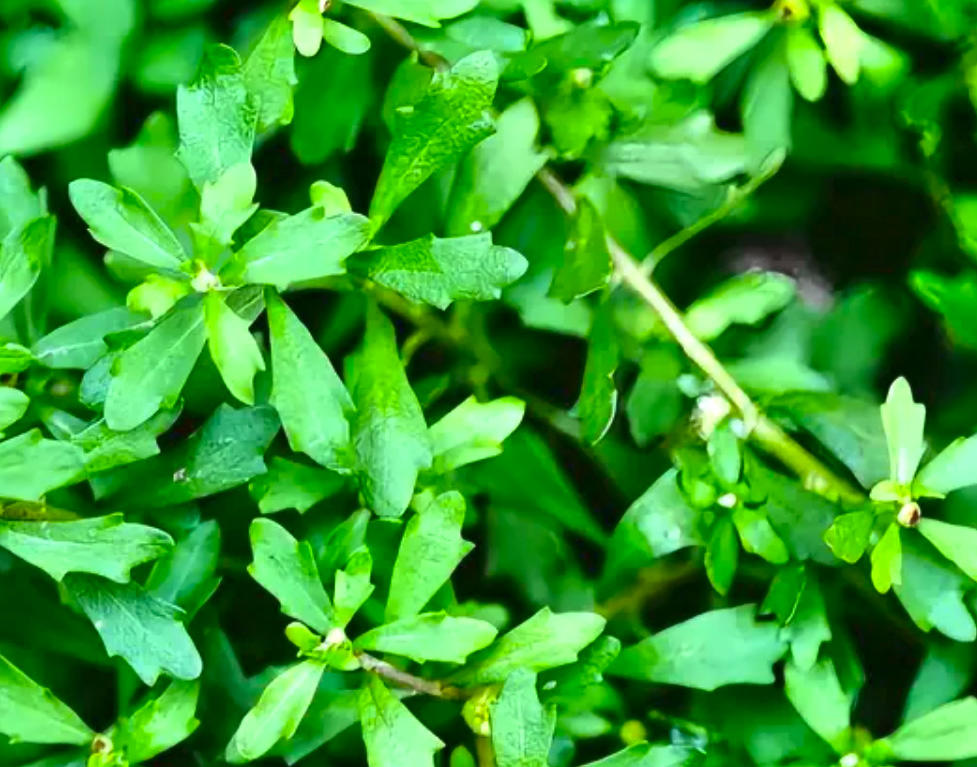 É Bù Shí Cǎo (Centipeda herb) plant