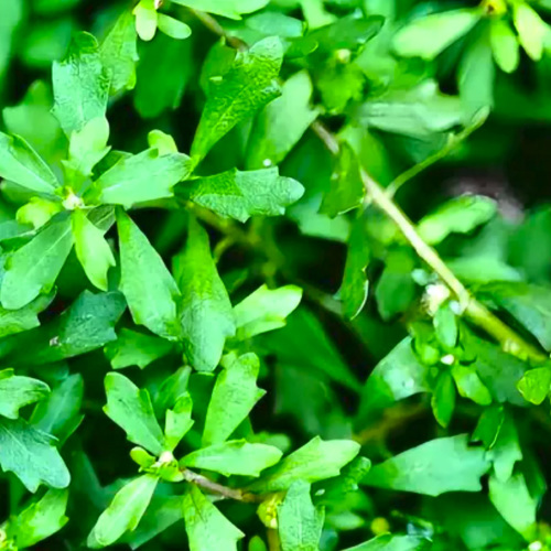 É Bù Shí Cǎo (Centipeda herb) plant