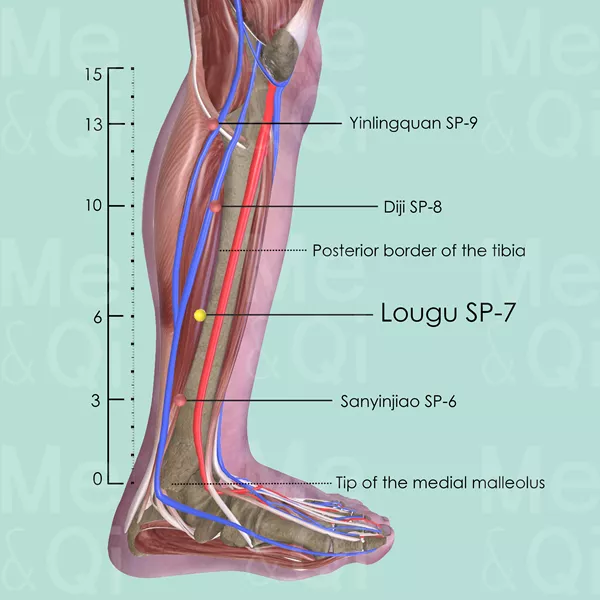 Lougu SP-7 - Muscles view - Acupuncture point on Spleen Channel