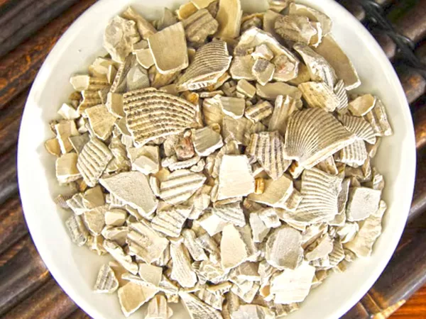 What Cockle shell looks like as a TCM ingredient