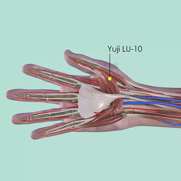 Yuji LU-10 - Muscles view - Acupuncture point on Lung Channel