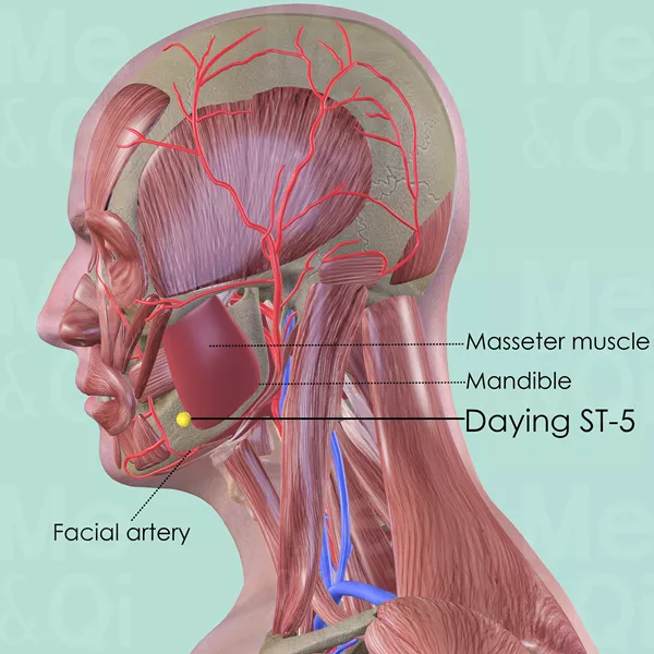 Daying ST-5 - Muscles view - Acupuncture point on Stomach Channel