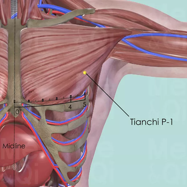 Tianchi P-1 - Muscles view - Acupuncture point on Pericardium Channel
