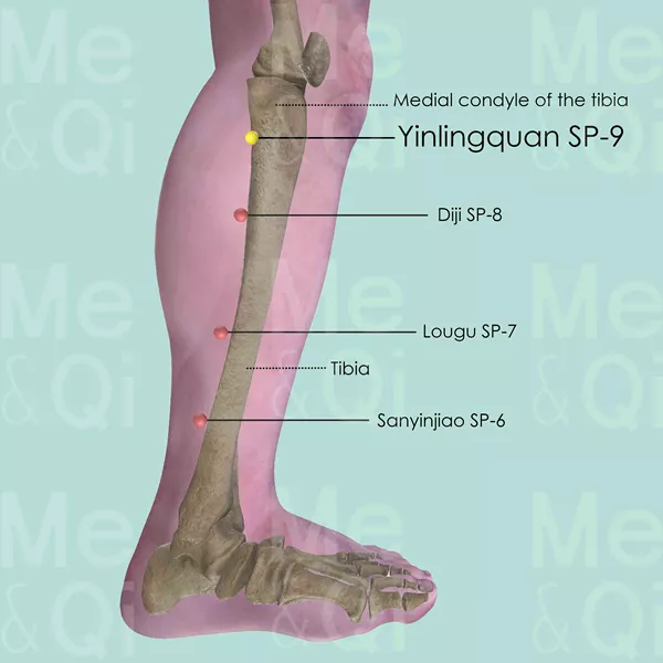 Yinlingquan SP-9 - Bones view - Acupuncture point on Spleen Channel