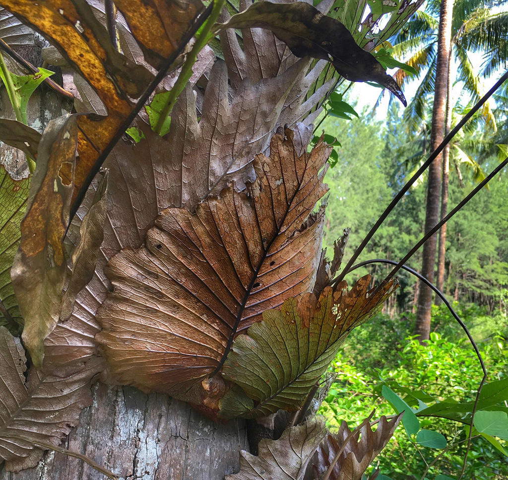 Gu Sui Bu (Drynaria rhizome) plant