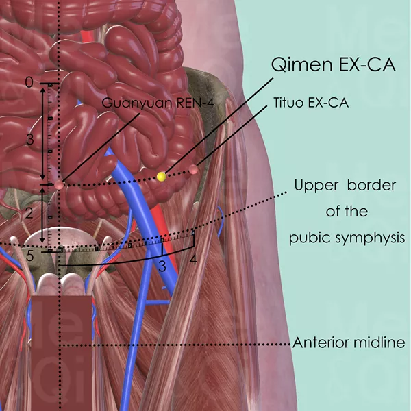 Qimen EX-CA - Muscles view - Acupuncture point on Extra Points: Chest and Abdomen (EX-CA)