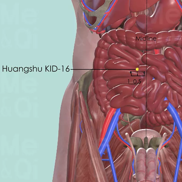 Huangshu KID-16 - Muscles view - Acupuncture point on Kidney Channel