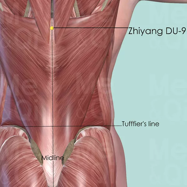 Zhiyang DU-9 - Muscles view - Acupuncture point on Governing Vessel