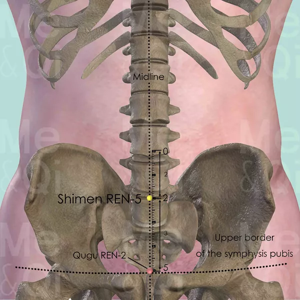 Shimen REN-5 - Bones view - Acupuncture point on Directing Vessel