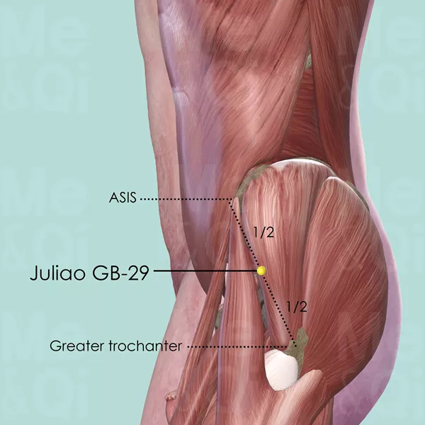 Juliao GB-29 - Muscles view - Acupuncture point on Gall Bladder Channel