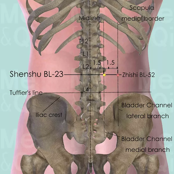 Shenshu BL-23 - Bones view - Acupuncture point on Bladder Channel