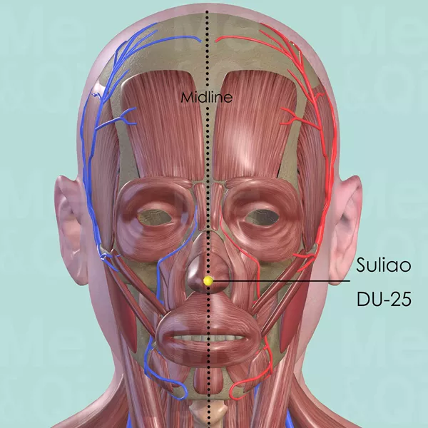 Suliao DU-25 - Muscles view - Acupuncture point on Governing Vessel