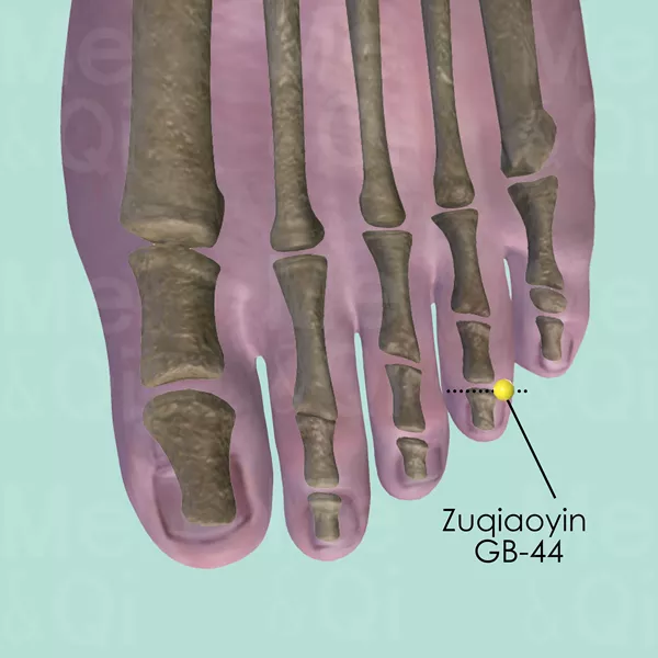 Zuqiaoyin GB-44 - Bones view - Acupuncture point on Gall Bladder Channel