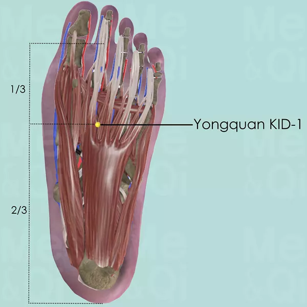 Yongquan KID-1 - Muscles view - Acupuncture point on Kidney Channel