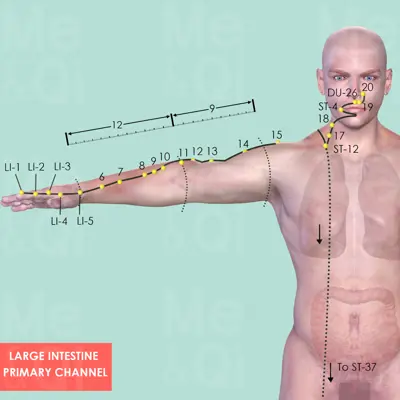 Large Intestine Primary Channel pathway