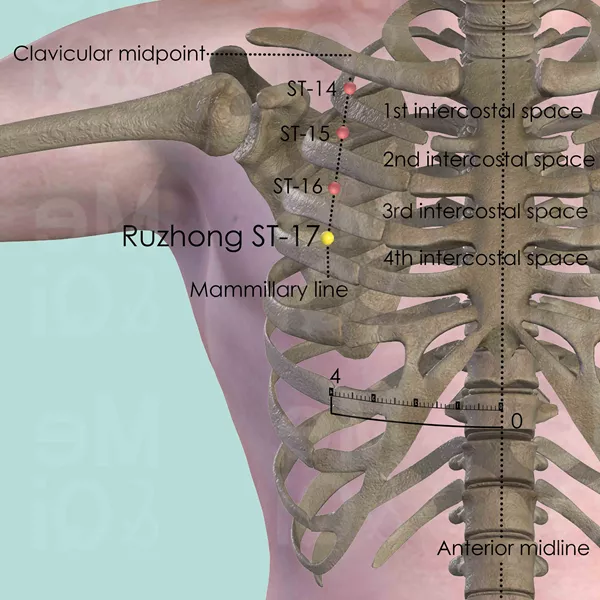 Ruzhong ST-17 - Bones view - Acupuncture point on Stomach Channel