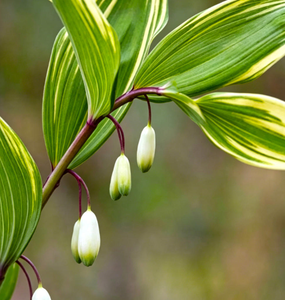 Yu zhu (Solomon's seal rhizome) plant