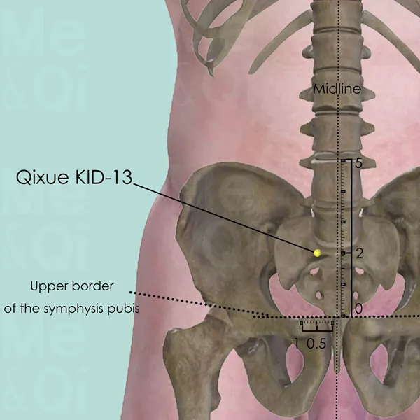 Qixue KID-13 - Bones view - Acupuncture point on Kidney Channel