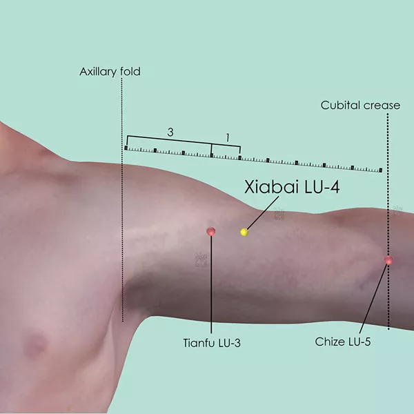 Xiabai LU-4 - Skin view - Acupuncture point on Lung Channel