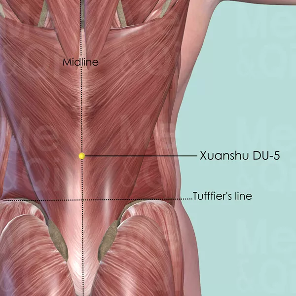 Xuanshu DU-5 - Muscles view - Acupuncture point on Governing Vessel