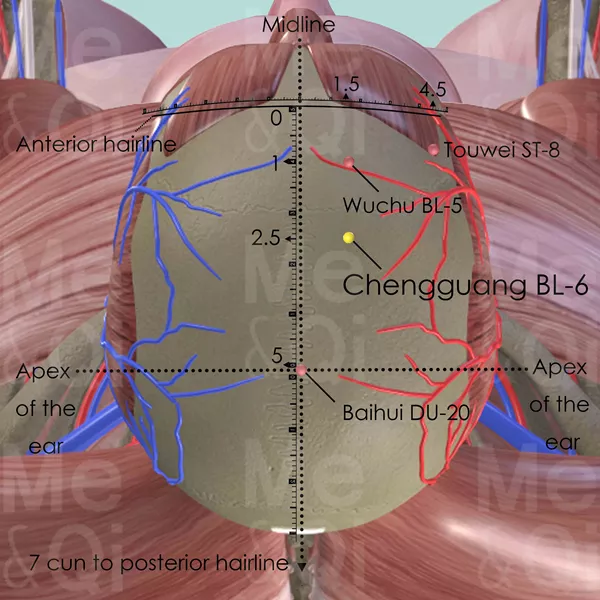 Chengguang BL-6 - Muscles view - Acupuncture point on Bladder Channel