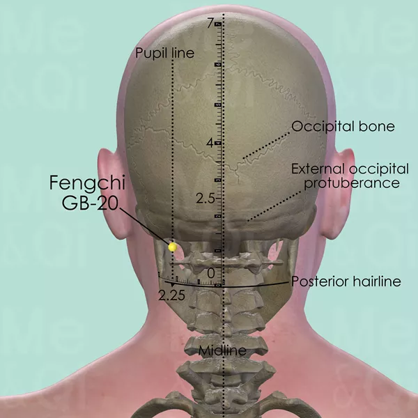 Fengchi GB-20 - Bones view - Acupuncture point on Gall Bladder Channel