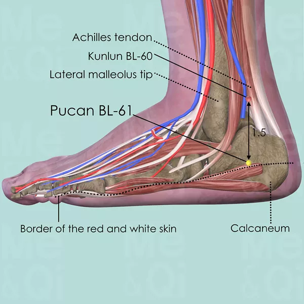 Pucan BL-61 - Muscles view - Acupuncture point on Bladder Channel