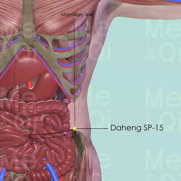 Daheng SP-15 - Muscles view - Acupuncture point on Spleen Channel