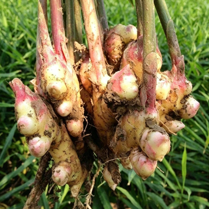 Pao jiang (Blast-fried Ginger) plant