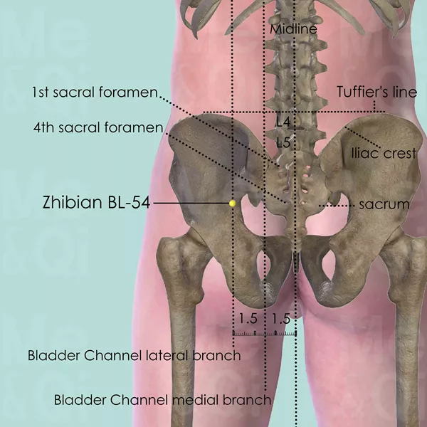 Zhibian BL-54 - Bones view - Acupuncture point on Bladder Channel