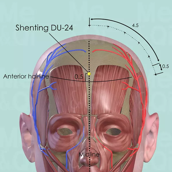 Shenting DU-24 - Muscles view - Acupuncture point on Governing Vessel