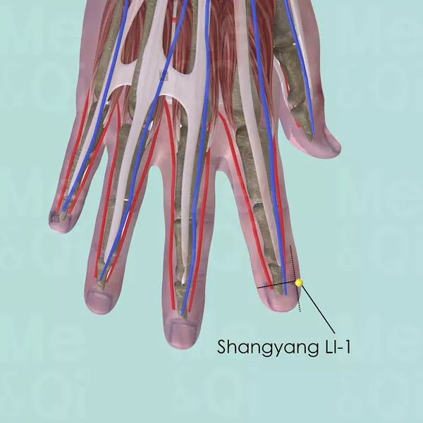 Shangyang LI-1 - Muscles view - Acupuncture point on Large Intestine Channel