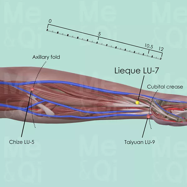 Lieque LU-7 - Muscles view - Acupuncture point on Lung Channel