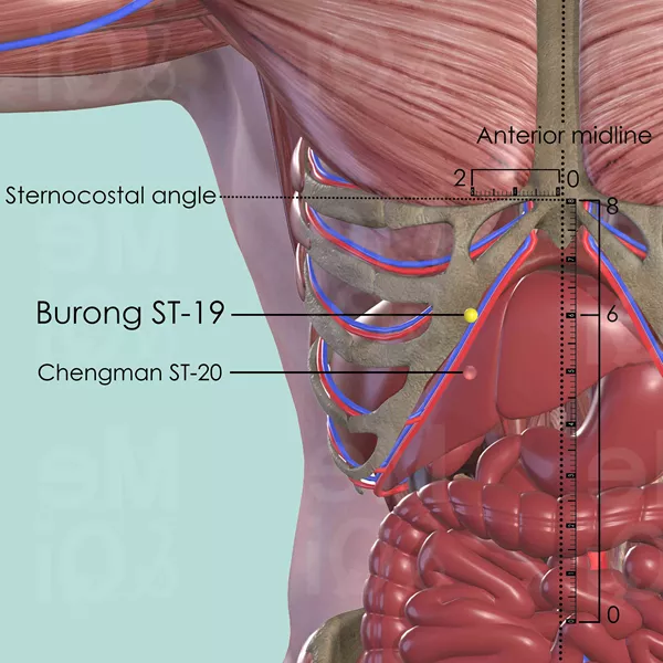 Burong ST-19 - Muscles view - Acupuncture point on Stomach Channel