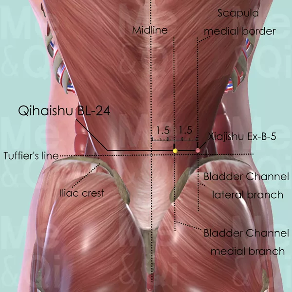 Qihaishu BL-24 - Muscles view - Acupuncture point on Bladder Channel