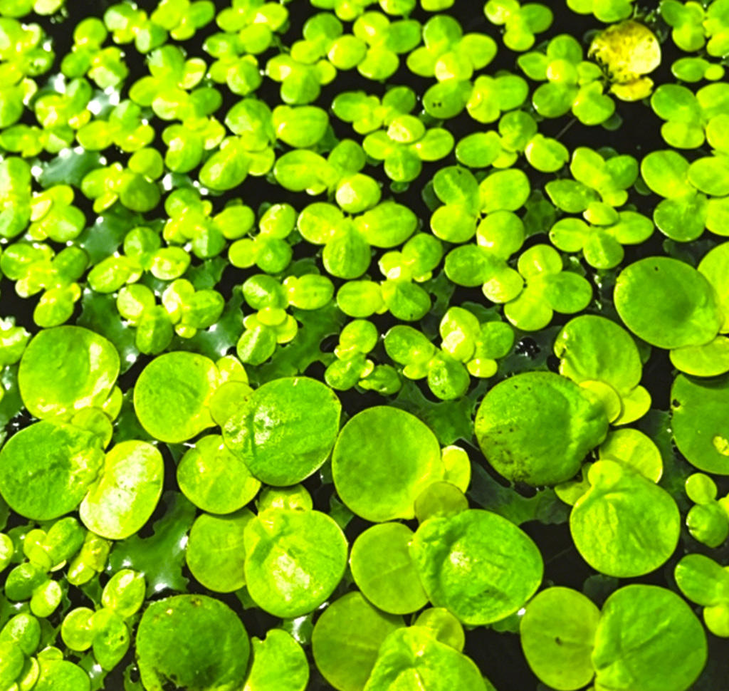 Fu Ping (Duckweed) plant