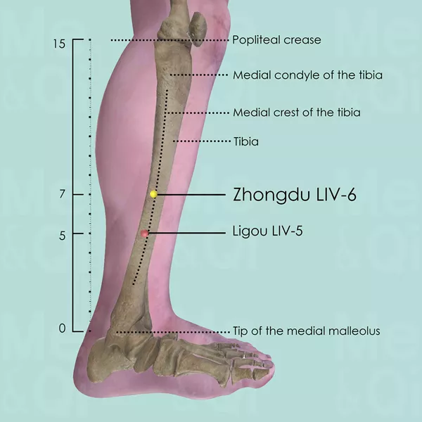 Zhongdu LIV-6 - Bones view - Acupuncture point on Liver Channel