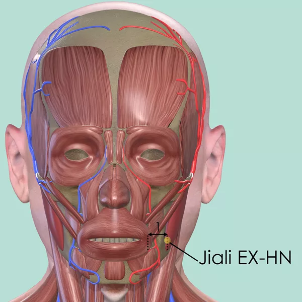 Jiali EX-HN - Muscles view - Acupuncture point on Extra Points: Head and Neck (EX-HN)