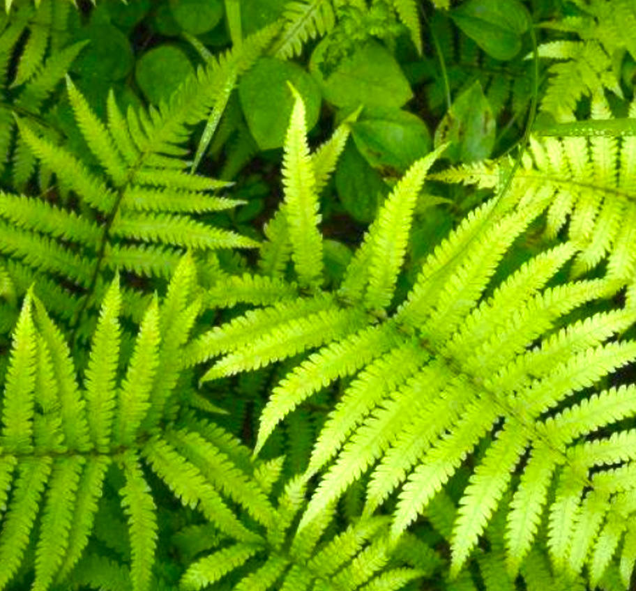 Fèng Wěi Cǎo (Chinese brake fern) plant