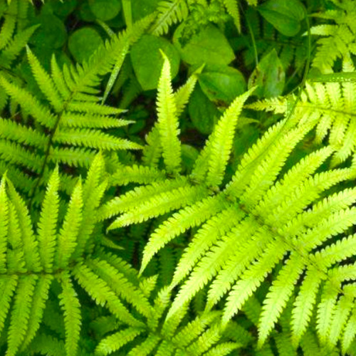 Fèng Wěi Cǎo (Chinese brake fern) plant