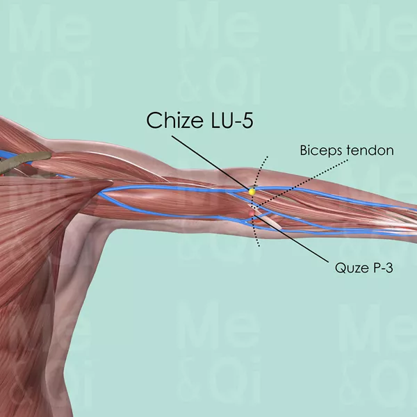 Chize LU-5 - Muscles view - Acupuncture point on Lung Channel