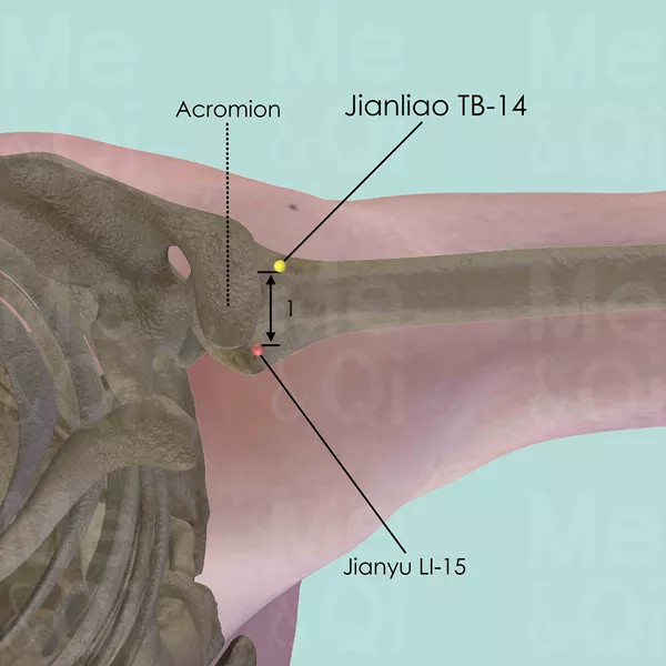 Jianliao TB-14 - Bones view - Acupuncture point on Triple Burner Channel