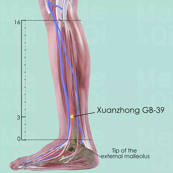 Xuanzhong GB-39 - Muscles view - Acupuncture point on Gall Bladder Channel