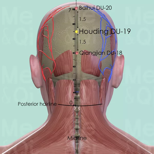 Houding DU-19 - Muscles view - Acupuncture point on Governing Vessel