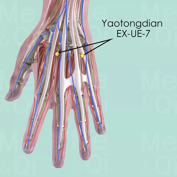 Yaotongdian EX-UE-7 - Muscles view - Acupuncture point on Extra Points: Upper Extremities (EX-UE)