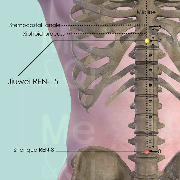 Jiuwei REN-15 - Bones view - Acupuncture point on Directing Vessel