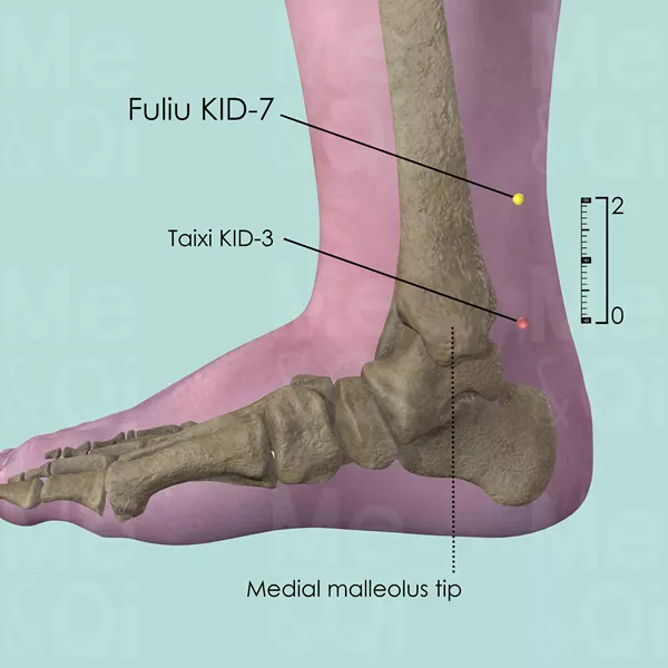 Fuliu KID-7 - Bones view - Acupuncture point on Kidney Channel