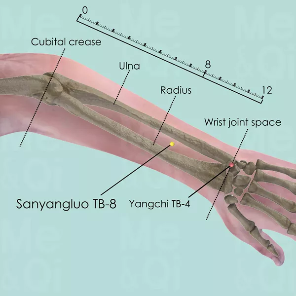 Sanyangluo TB-8 - Bones view - Acupuncture point on Triple Burner Channel