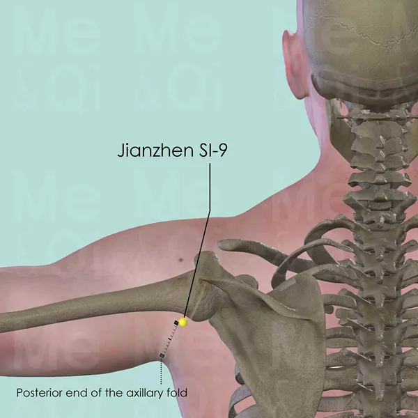 Jianzhen SI-9 - Bones view - Acupuncture point on Small Intestine Channel